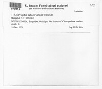 Erysiphe betae image